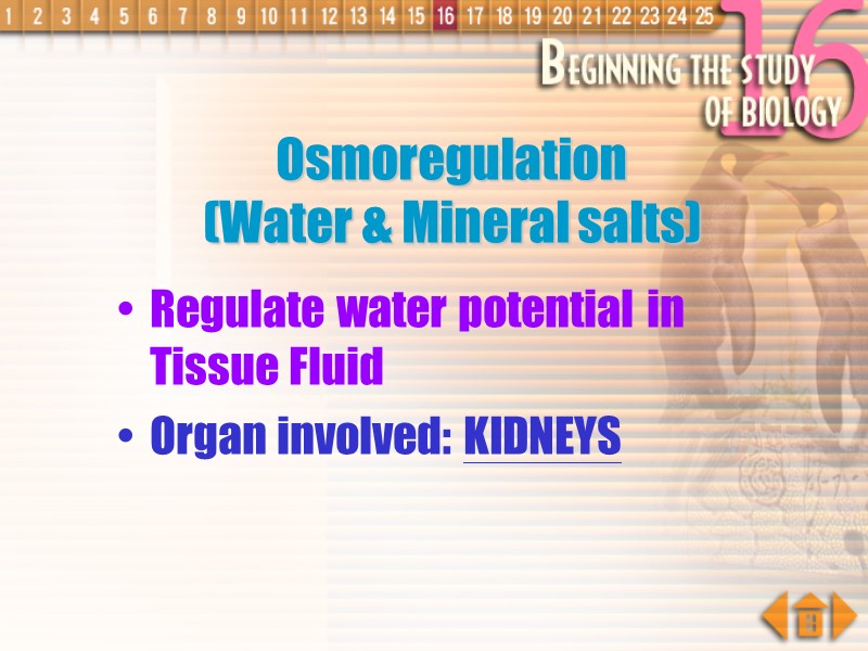 Osmoregulation  (Water & Mineral salts) Regulate water potential in Tissue Fluid Organ involved: